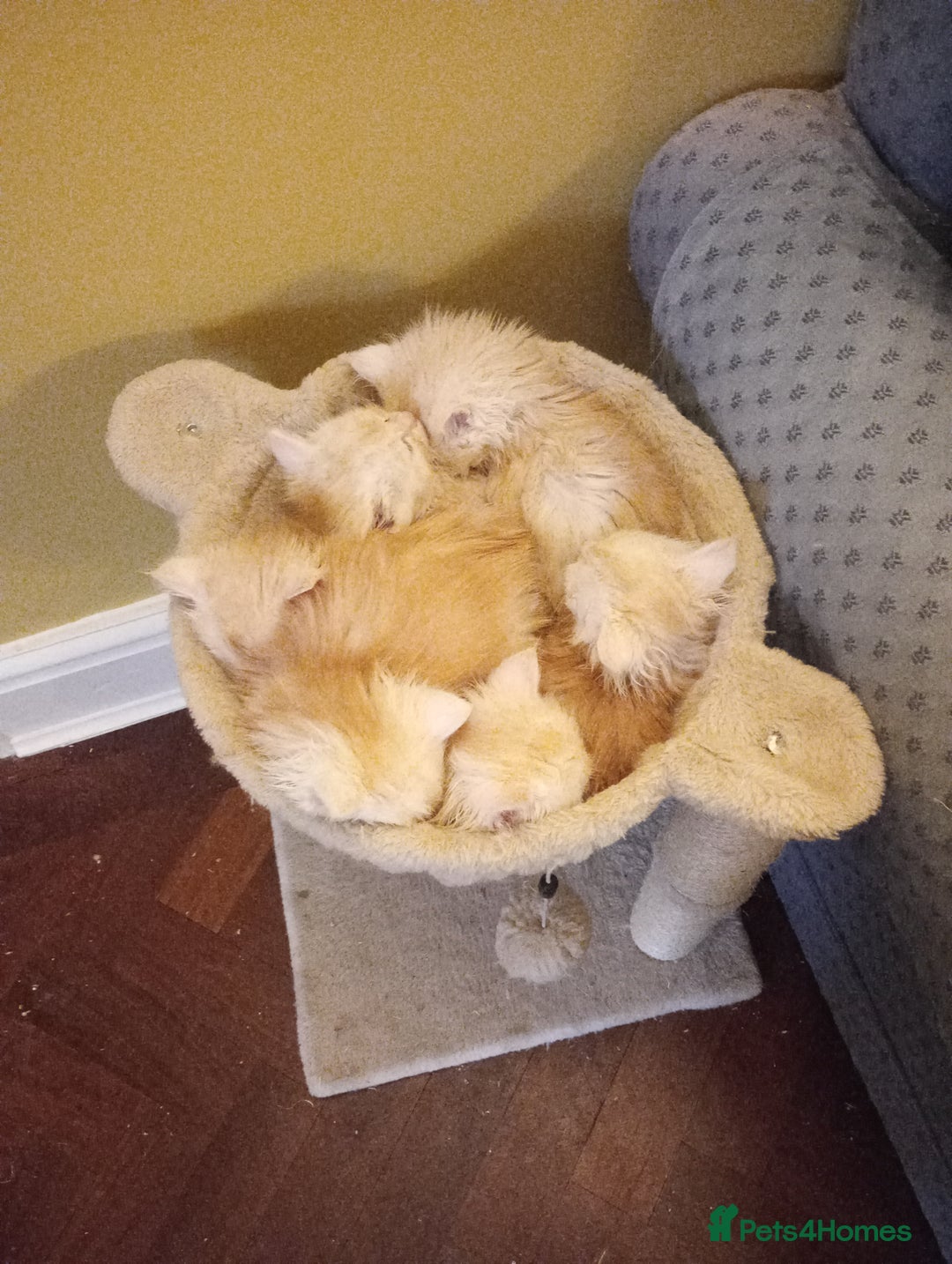 Maine Coon cats for sale: Maine coon kittens - Advert 10