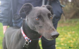 Greyhound dogs for adoption: Beautiful gentle greyhound neutered for adoption  - Image 3