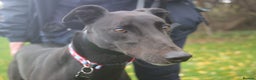 Greyhound dogs for adoption: Beautiful gentle greyhound neutered for adoption  - Advert 3