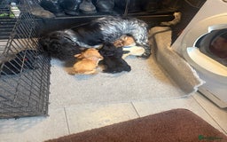 Cocker Spaniel dogs for sale: Cocker spaniel puppies  - Image 9
