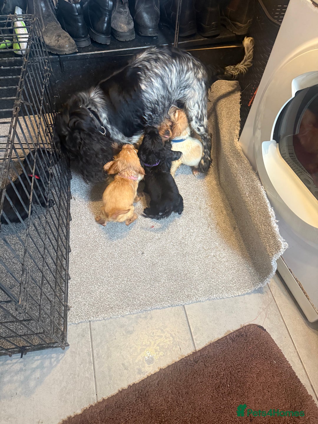 Cocker Spaniel dogs for sale: Cocker spaniel puppies  - Image 9