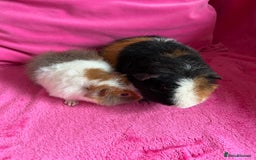 Guinea Pig rodents for sale: 2 teddy boys  - Image 5
