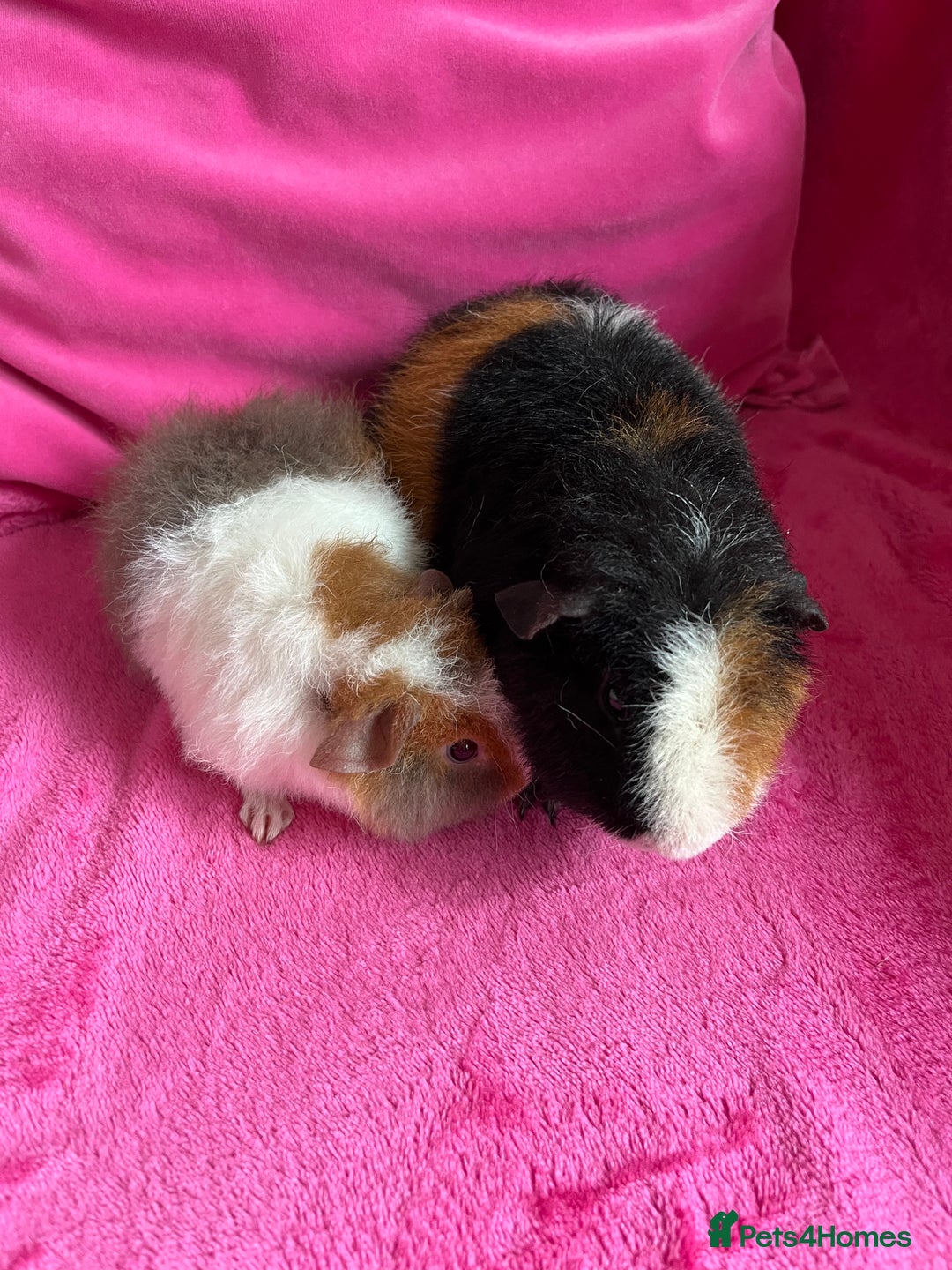 Guinea Pig rodents for sale: 2 teddy boys  - Image 5