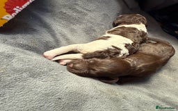 Sproodle dogs for sale:  Gorgeous F2 Sproodle Puppies – Family Raised  - Image 5