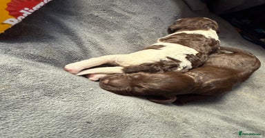 Sproodle dogs  Gorgeous F2 Sproodle Puppies – Family Raised  - Advert 10