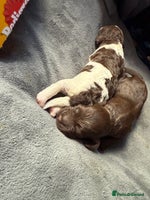 Sproodle dogs Gorgeous F2 Sproodle Puppies – Family Raised - Advert 1