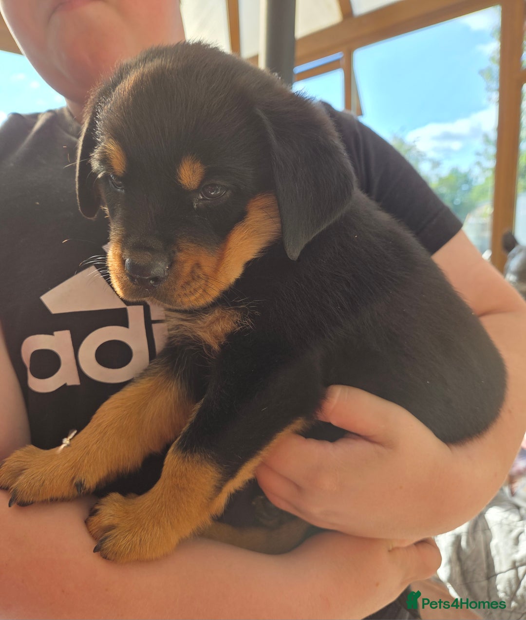 Rottweiler dogs for sale:  Long haired (fluffweilers ) last girl  - Image 8