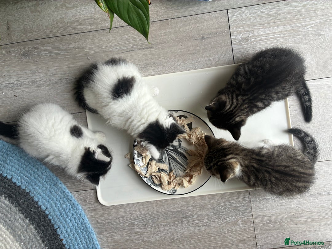 Mixed Breed cats for sale: Adorable Playful Happy Mixed breed kittens - Image 21