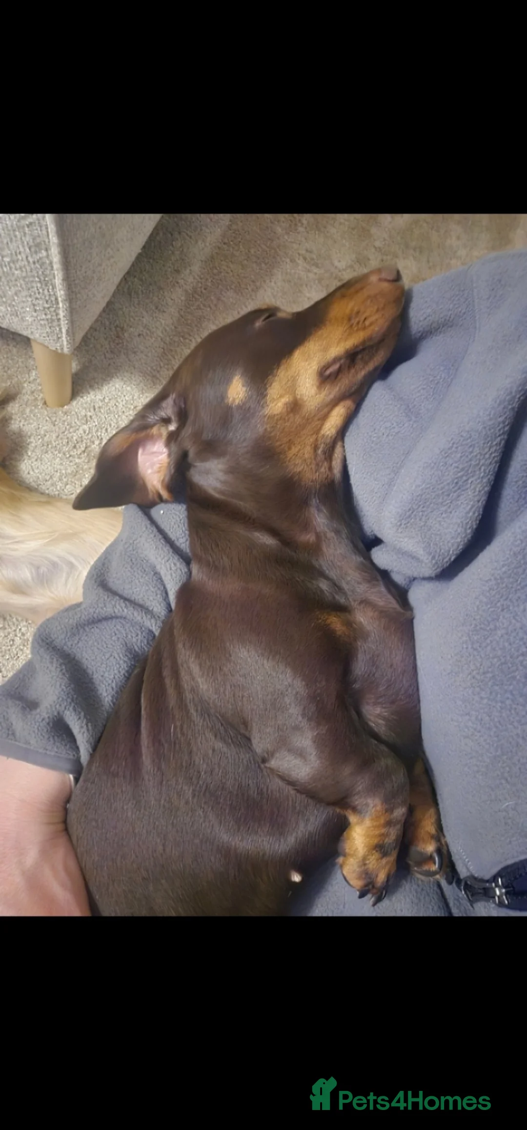Miniature Dachshund dogs for sale: Beautiful champion lines girl  - Advert 4