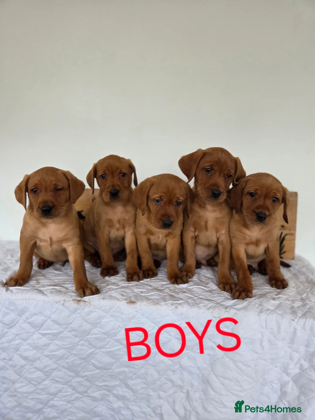 Labrador Retriever dogs for sale: Propa Fox Red lab Pups available  - Advert 19