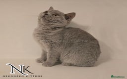British Shorthair cats for sale: GORGEOUS GCCF REG TEDDYS 🐻🧸 READY TO LEAVE ❗️❗️ - Image 31