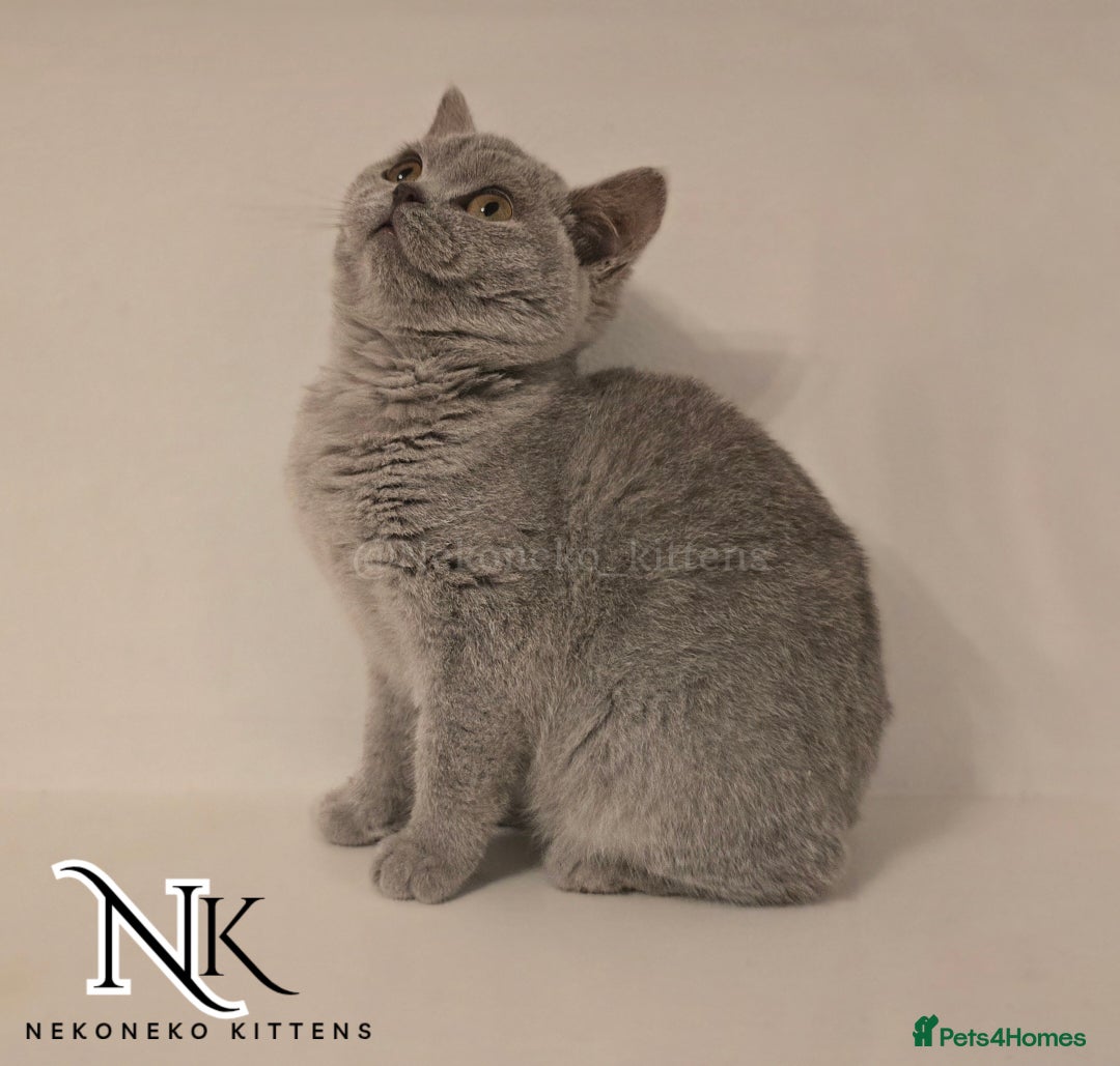 British Shorthair cats for sale: GORGEOUS GCCF REG TEDDYS 🐻🧸 READY TO LEAVE ❗️❗️ - Image 31