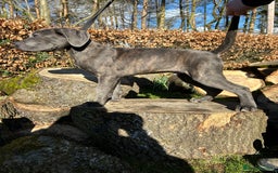 Cane Corso dogs for sale: Ready to leave  - Image 1