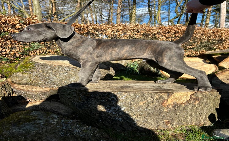 Cane Corso dogs - Advert 5