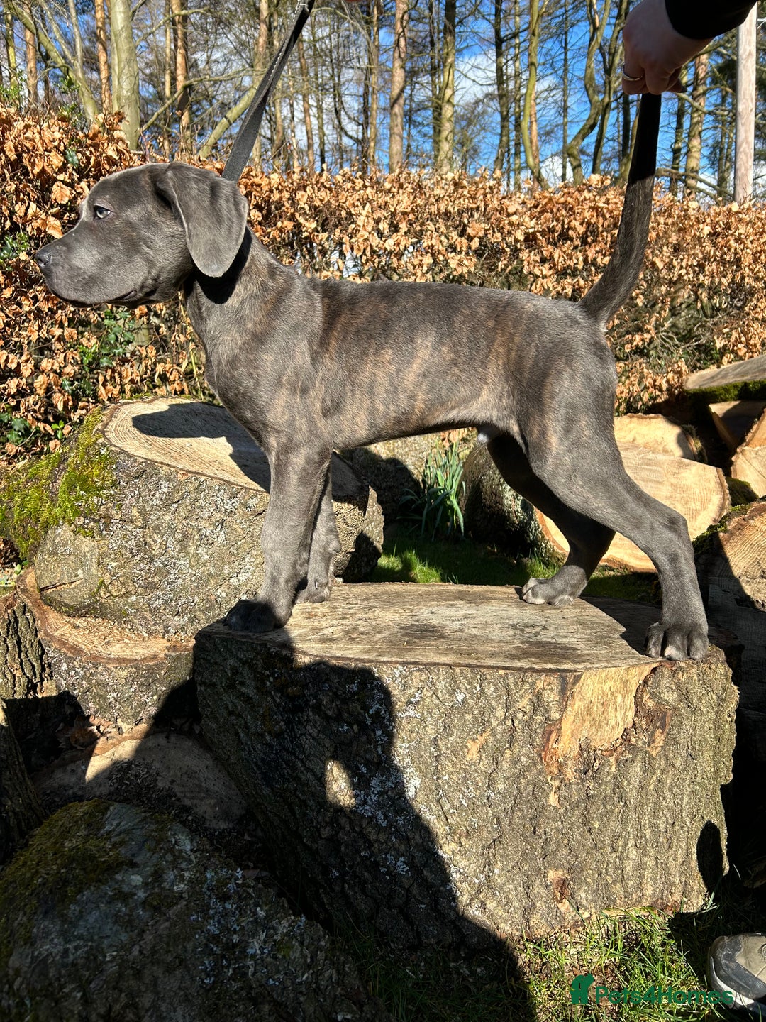 Cane Corso dogs for sale: Ready to leave  - Image 1