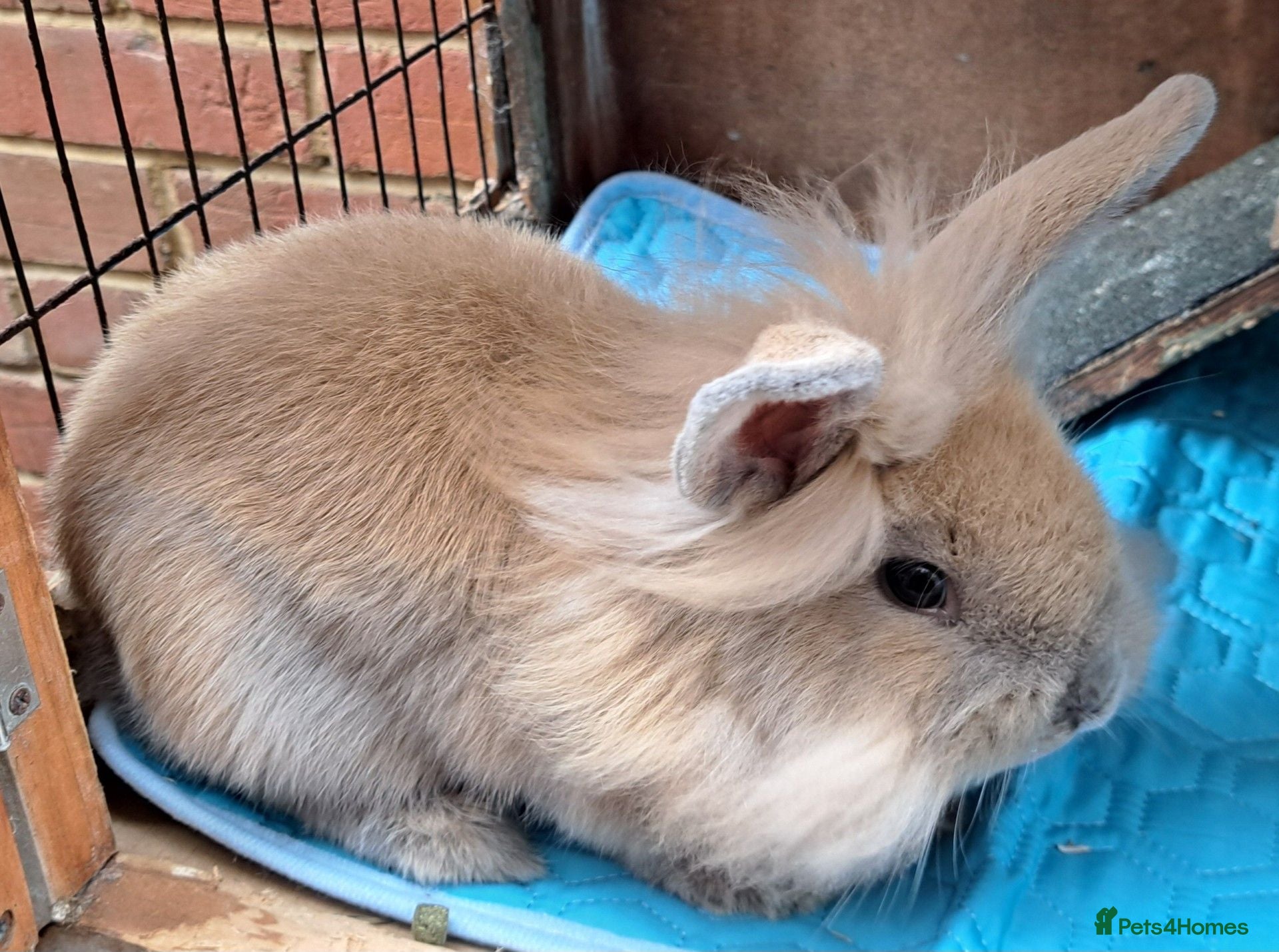 Lionhead rabbits Male Lionhead for sale - Advert 5