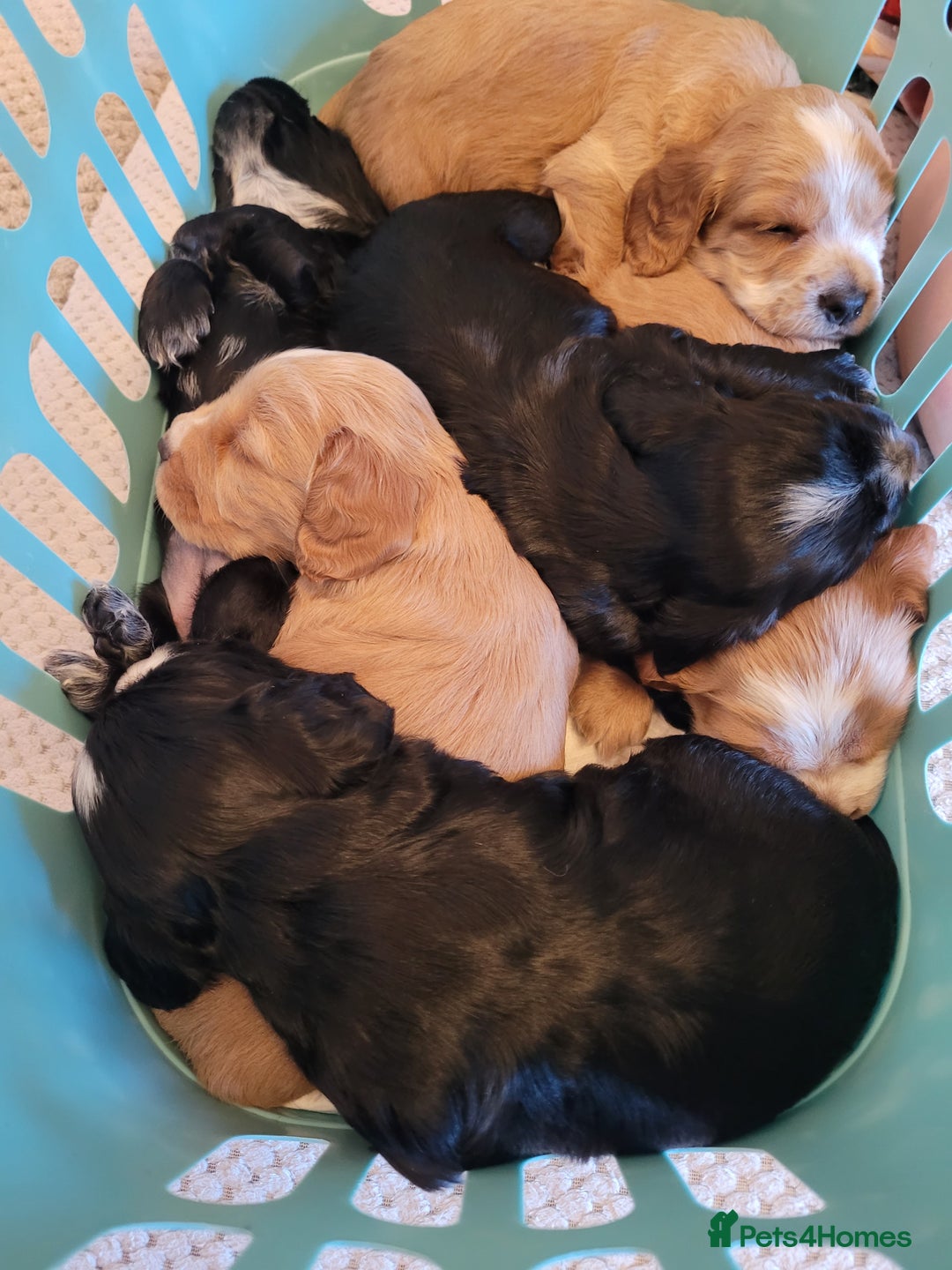 Cocker Spaniel dogs for sale: Gorgeous litter of cocker spaniels - Advert 7