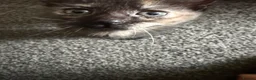 Mixed Breed cats for sale: 3 kittens available now  - Advert 5