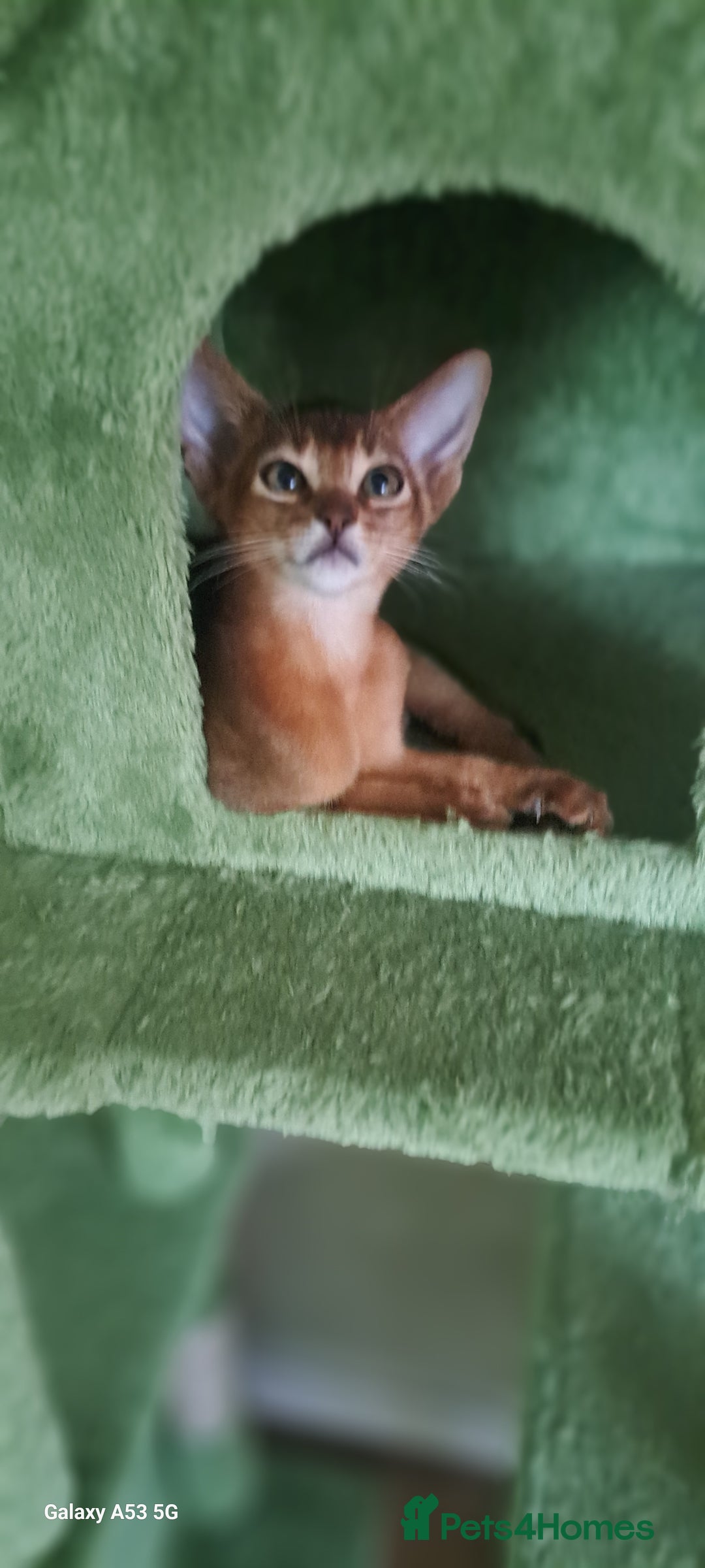 Abyssinian cats for sale: 5✨TICA Beautiful Abyssinian Kittens - Image 12