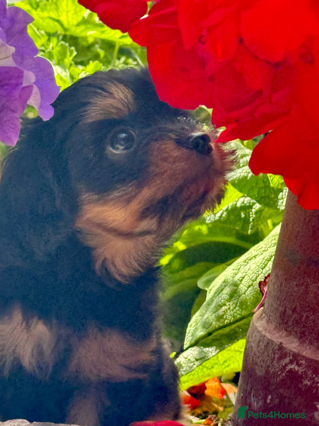 Cavapoo dogs for sale: Cavapoo rare black &tan health tested  - Image 11