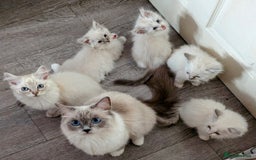 Ragdoll cats for sale: PEDIGREE RAGDOLL KITTENS WITH CHAMPION BLOOD LINE - Image 5