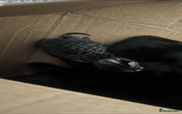 Domestic Shorthair cats for sale: Kittens  - Image 11