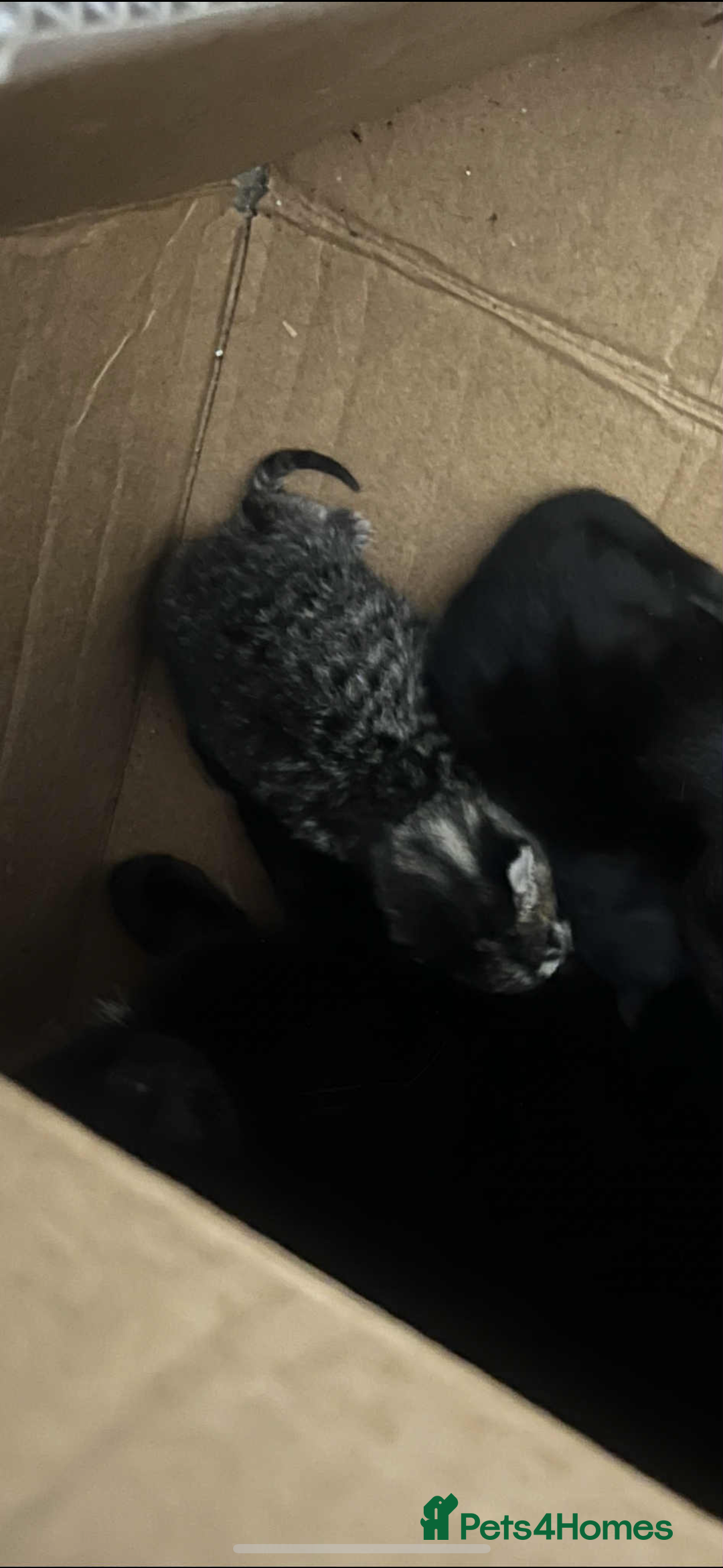 Domestic Shorthair cats for sale: Kittens  - Image 11