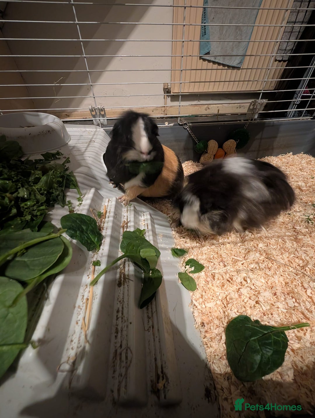 Guinea Pig rodents for sale: Two male guinea pigs and set up for sale  - Advert 9