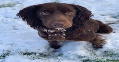 Cocker Spaniel dogs - Advert 11