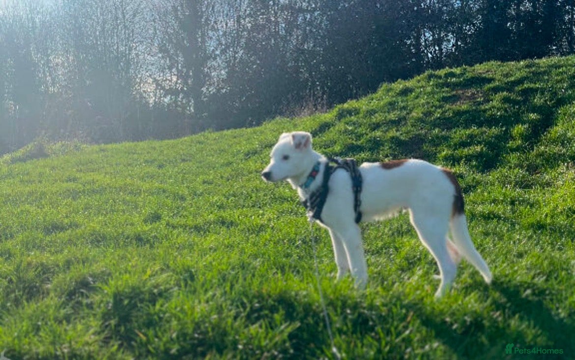 Mixed Breed dogs for sale: Collie Heeler in Worcester - Advert 1