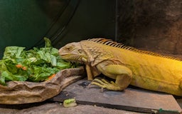 Iguana reptiles for sale: Albino Female Iguana - very friendly - Image 2