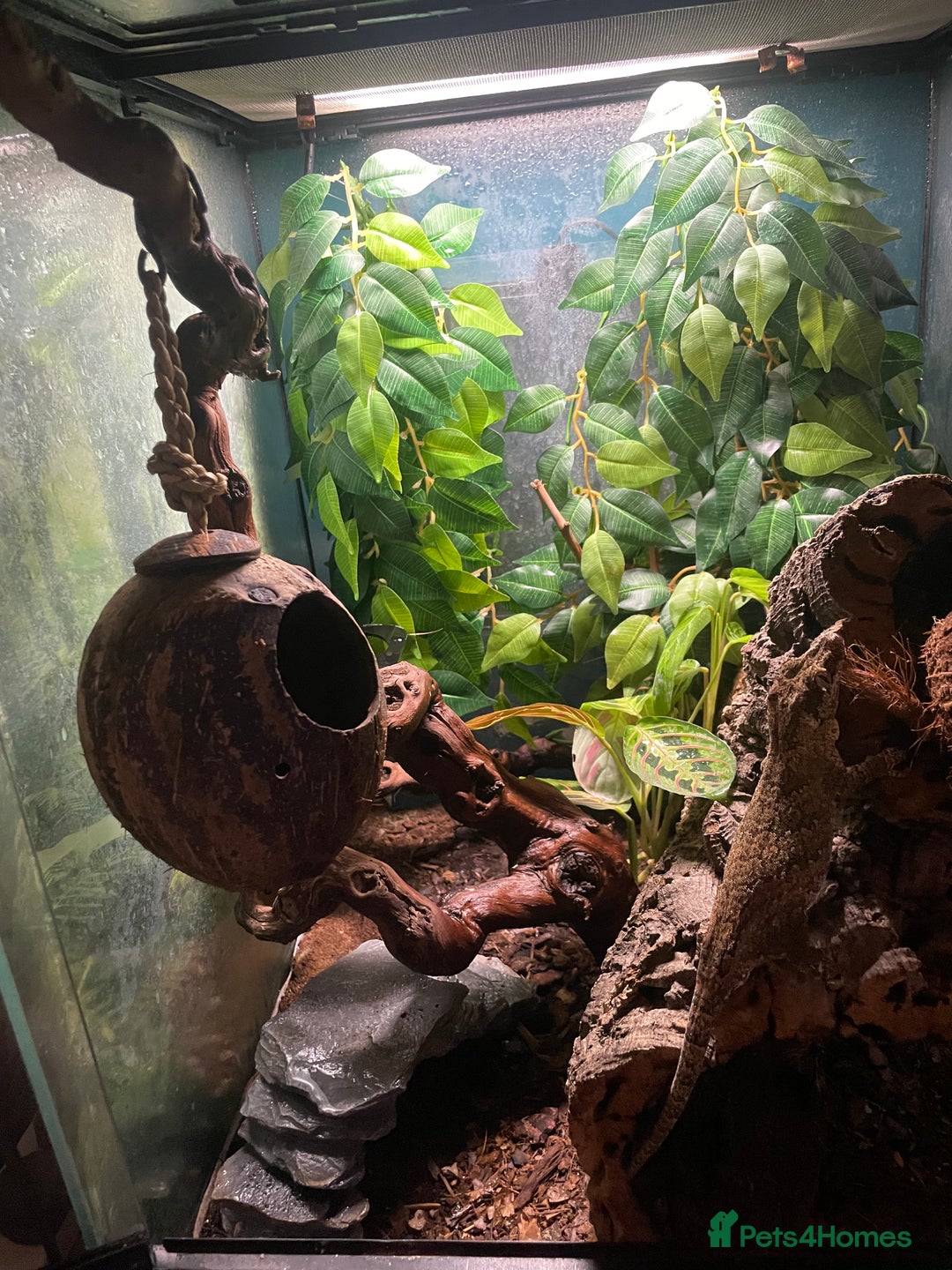 Gecko reptiles for sale: 2 crested geckos & 2 gargoyle geckos with setups - Image 9