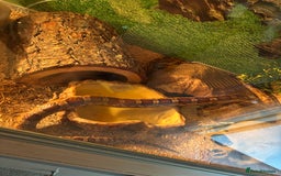 Corn Snake reptiles for sale: Adult Corn Snake Male  - Image 8