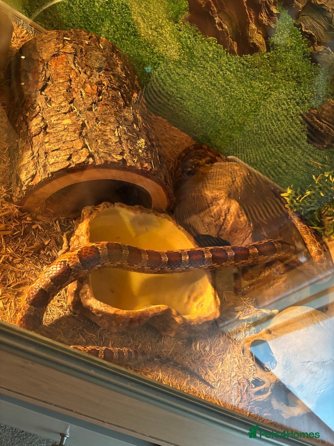 Corn Snake reptiles for sale: Adult Corn Snake Male  - Image 8