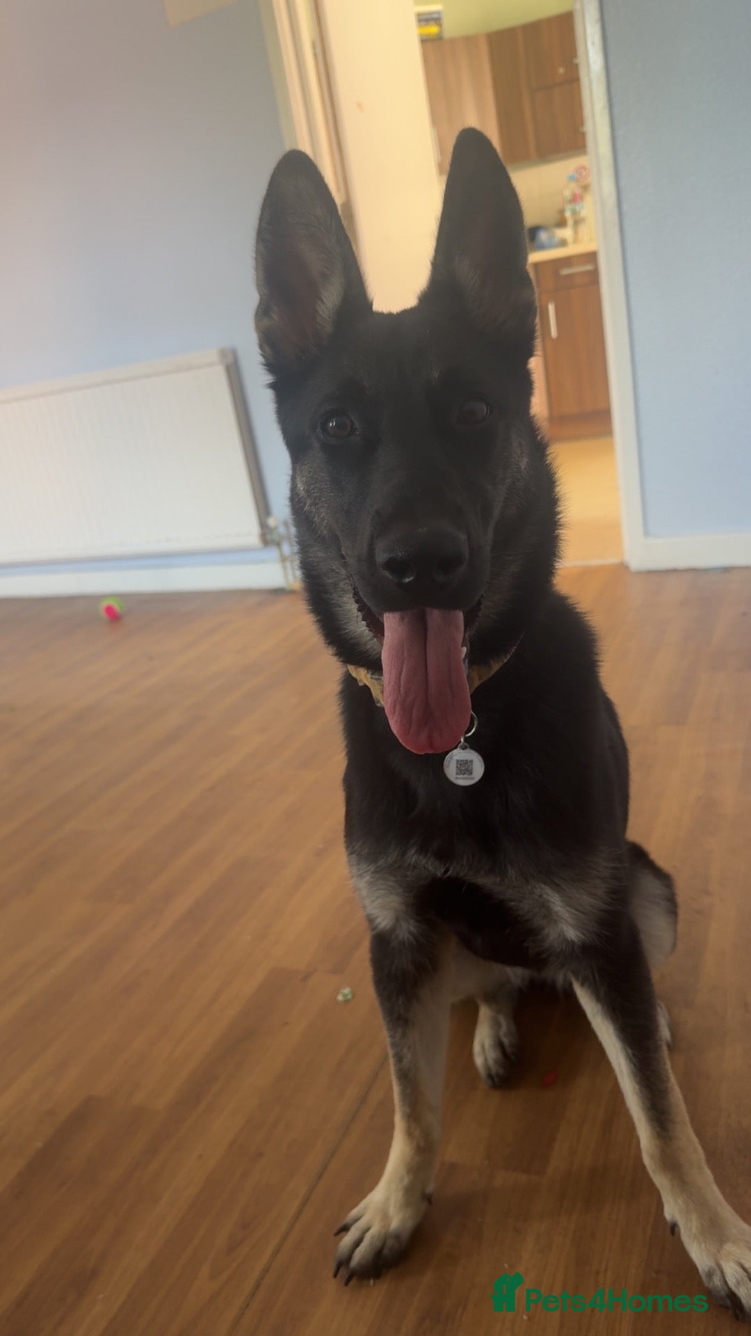 Mixed Breed dogs 9 month old GSD x Belgian Malinois  - Advert 1