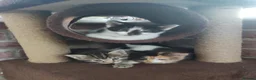 Domestic Shorthair cats for sale: 4 little kittens are looking for a family in Norwich - Advert 10