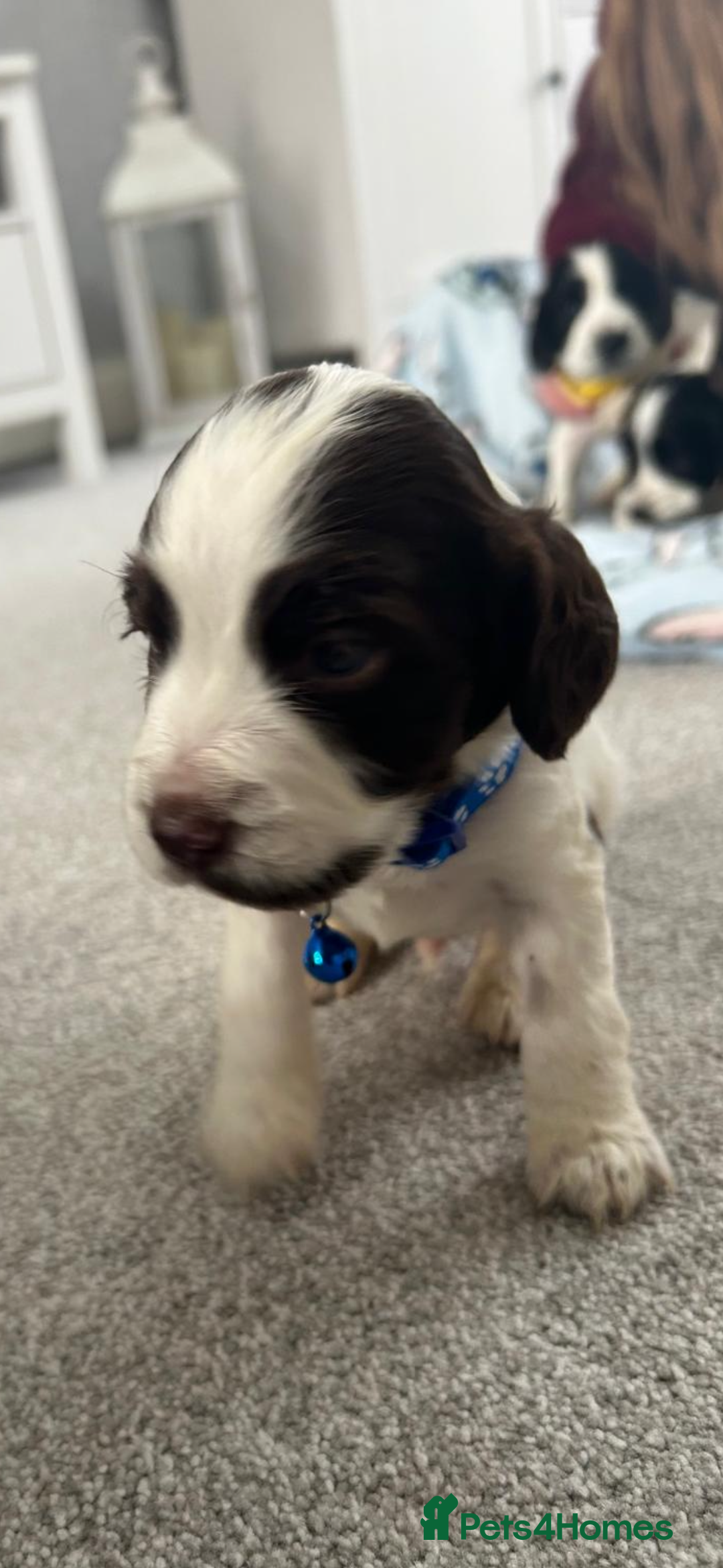 Sprocker dogs for sale: Sprocker puppies  - Image 3