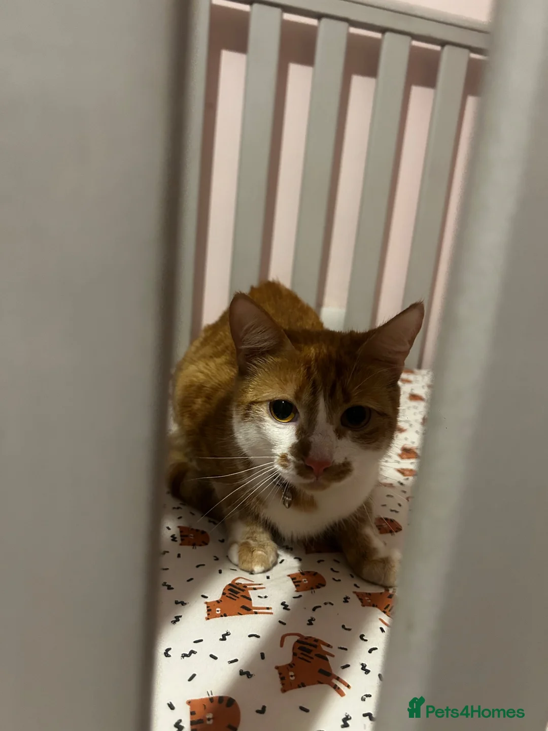 British Shorthair cats for sale: 🐾 Loving home wanted for Thea 🐾 - Advert 7