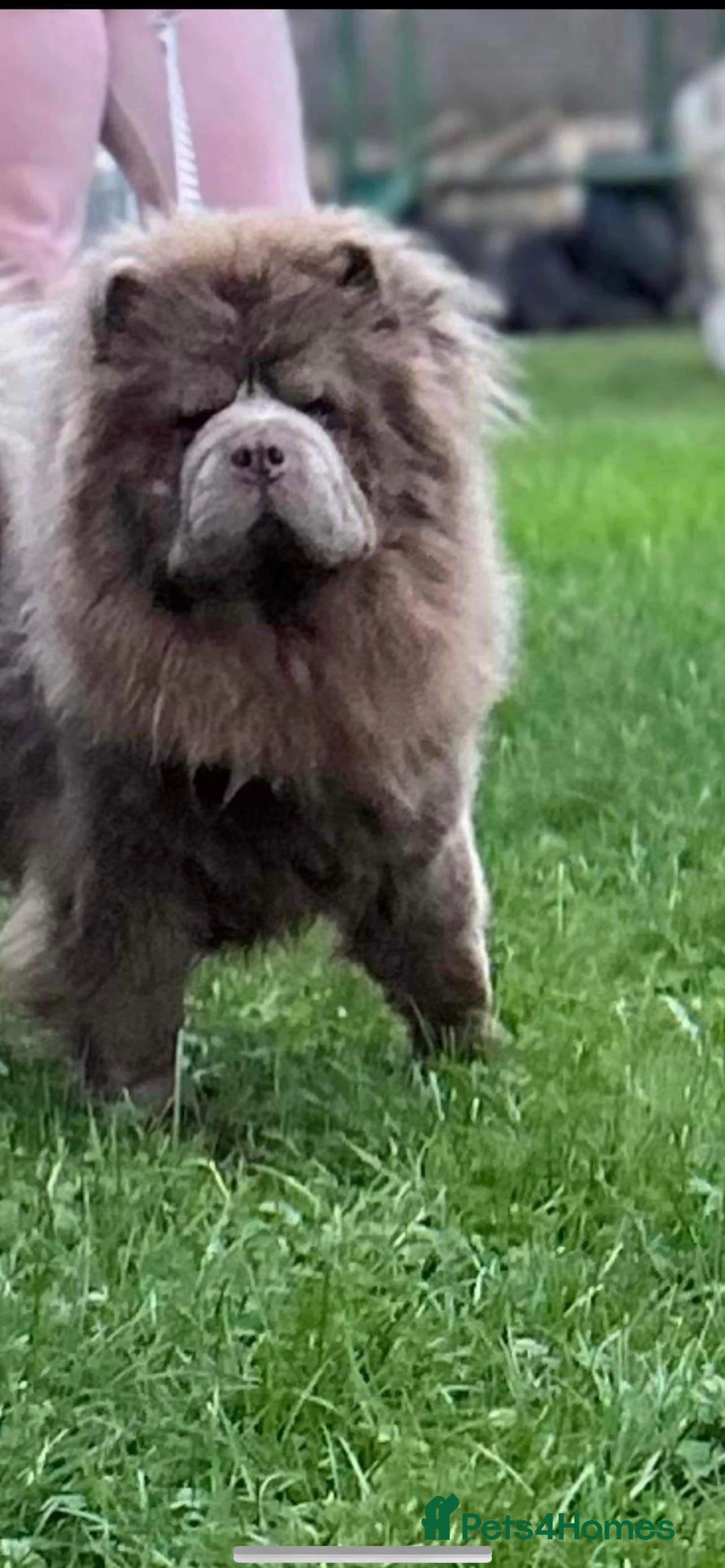 Chow Chow dogs for stud: stunning lilac chow stud in Doncaster - Advert 8