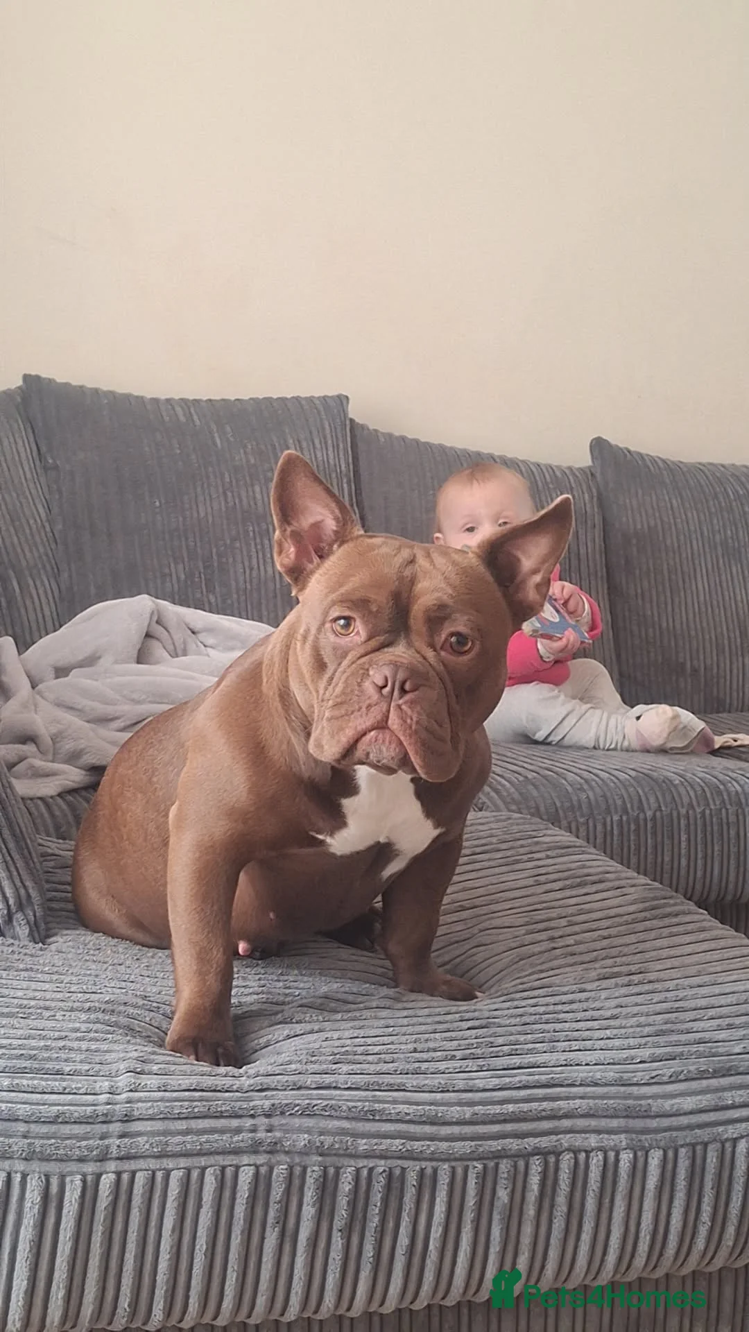 Mixed Breed dogs for sale: Sadie - Advert 1