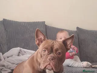 Mixed Breed dogs Sadie - Advert 1