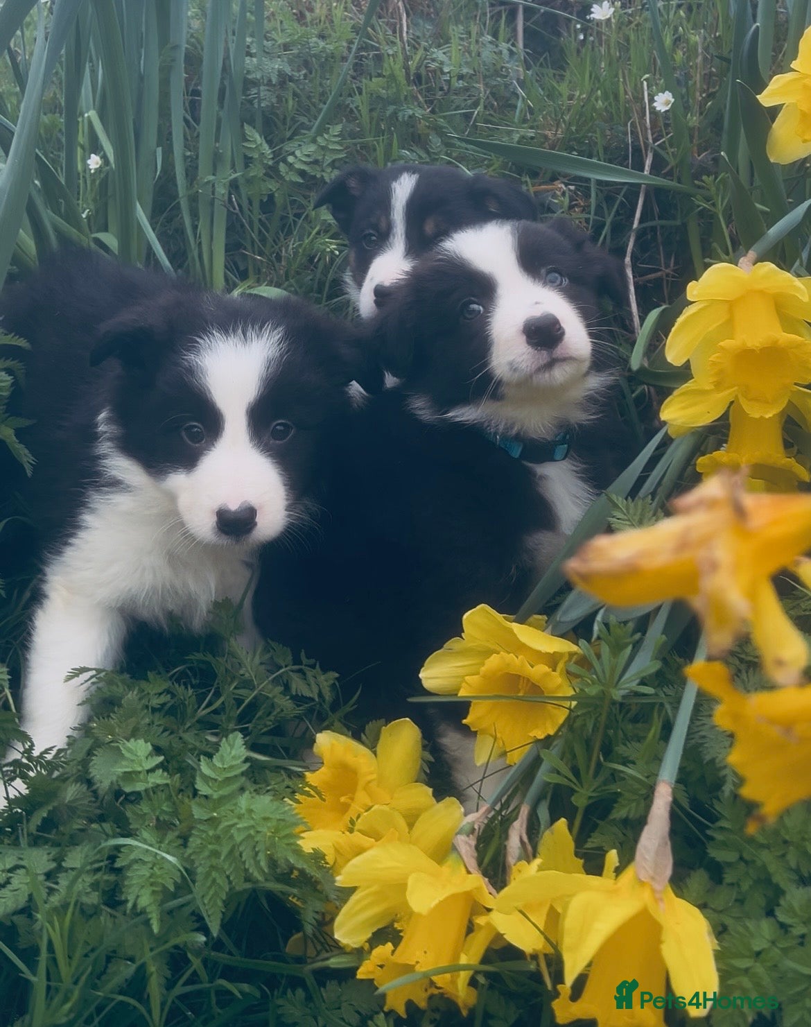 Border Collie dogs ELITE PRESTIGIOUS ISDS BORDER COLLIE PUPPIES - Advert 1