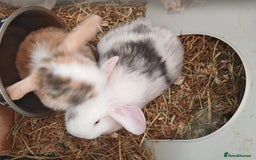 Mini Lop rabbits for sale: Pure Bred Mini Lops - Image 2