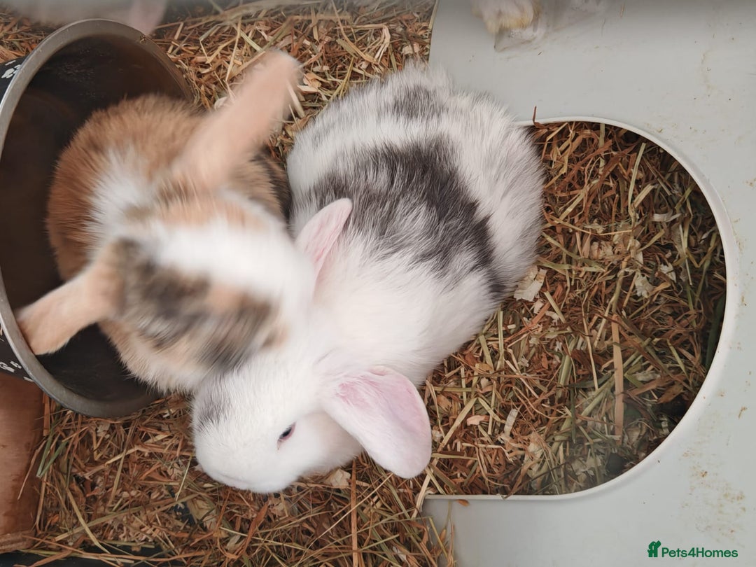 Mini Lop rabbits for sale: Pure Bred Mini Lops - Image 2