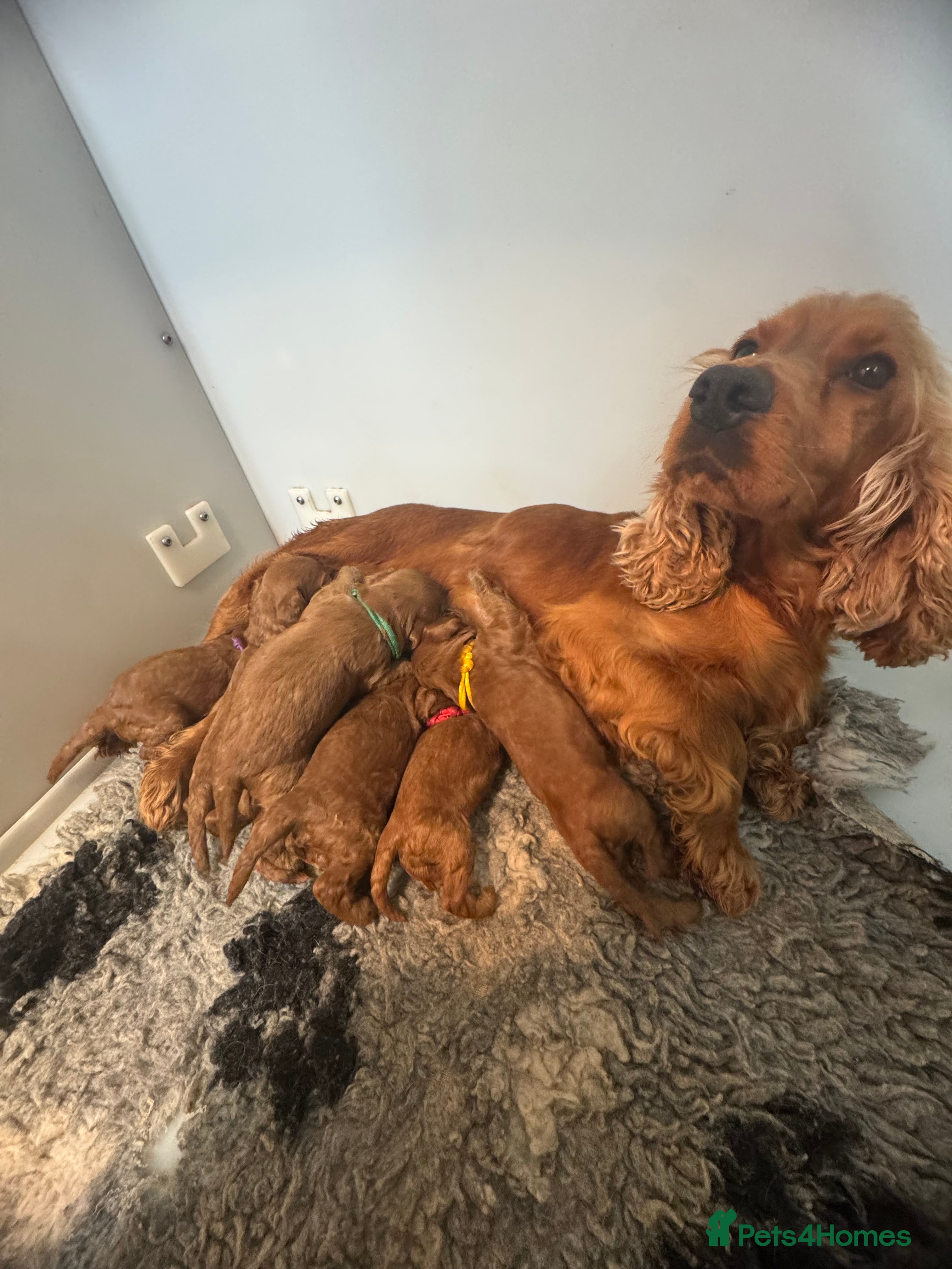 Cockapoo dogs 5⭐️ licensed. F1 health tested cockapoos RED  - Advert 1
