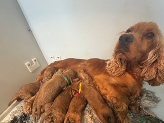 Cockapoo dogs 5⭐️ licensed. F1 health tested cockapoos RED - Advert 1