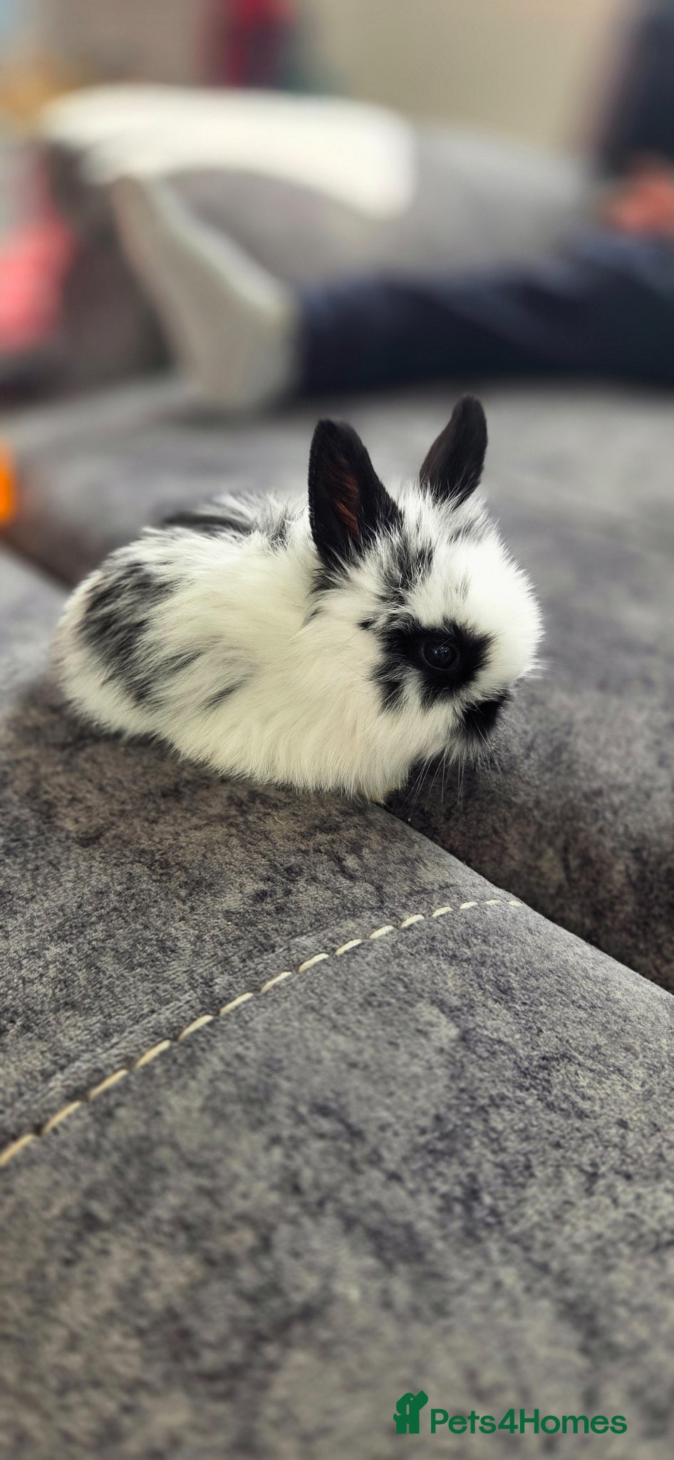 Mini Lion Lop rabbits Lionlops - Advert 12