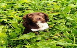 English Springer Spaniel dogs for sale: Working bred KC English Springer Spaniels puppies  - Image 31