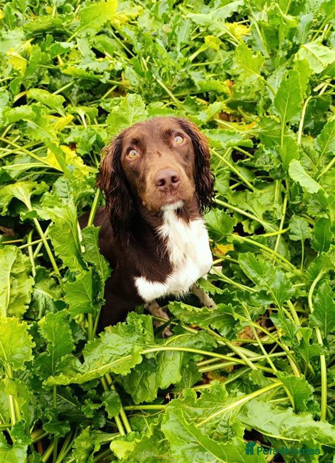 English Springer Spaniel dogs for sale: Working bred KC English Springer Spaniels puppies  - Image 31