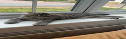 Persian cats for sale: Persian Chinchilla Male😻 - Advert 4